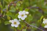 Sandhill hawthorn